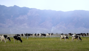 ph cash casino login